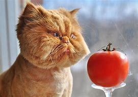 Image result for Tomato Cat Meme