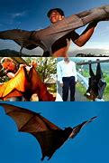 Image result for Flying Fox Bat Next to Human