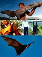 Image result for Golden-crowned Flying Fox Next to Person