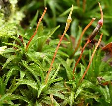 Image result for Bryophyte Sporophyte