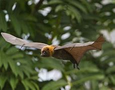 Image result for Fruit Bat in Cartoon Running Away From Predator