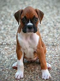 Image result for Male Boxer Dog