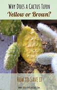 Image result for Why Is My Cactus Turning Yellow