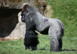 Image result for If Harambe Was