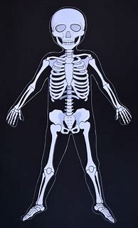 Image result for Build Your Own Skeleton for Kids
