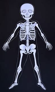 Image result for Human Body Skeleton for Kids