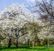 Image result for White Flowering Fruit Trees