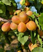 Image result for Puget Gold Apricot Tree Description
