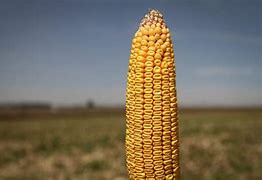 Image result for Chaep Corn