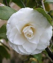 Image result for Camellia japonica Princesse Clotilde