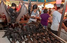 Image result for Chinese Meat Market China Bat
