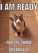 Image result for Hungry Cat Meme