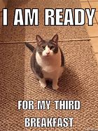 Image result for Hungry Cat Meme