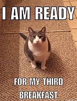 Image result for Funny Animal Memes Hungry