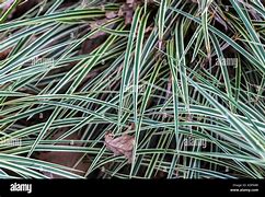 Bildergebnis für Carex morrowii Gilt