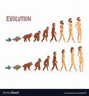Image result for Evolutio Chart