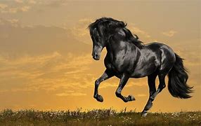 Image result for Arabian Horse Tattoo