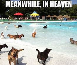 Image result for Dog Heaven Meme