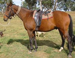 Image result for Australian Horse Breeds