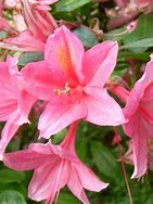 Image result for Rhododendron (AK) viscosa Jolie Madame