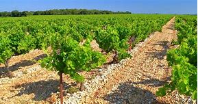 Image result for Avignon Vineyard
