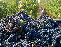 Image result for Alexander Valley Top the Crop