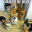 Image result for cutest dogs memes sticker