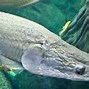Image result for Largest Fish