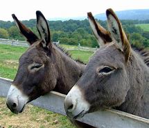 Image result for 4 Donkeys