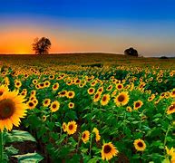 Image result for Sunflower Full Bloom Season