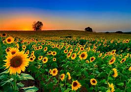 Image result for Summer Sunflowers