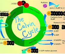 Image result for cykl_calvina