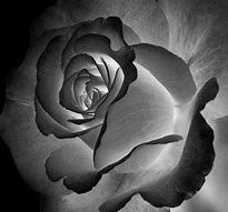 Image result for Dark Rose Painting