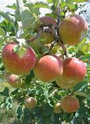 Image result for Strawberry Apple Tree
