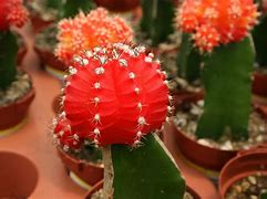 Image result for Cactus Blue Emmaus PA