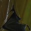 Image result for Bat Eating Spider