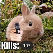 Image result for Rabbit Meme Template