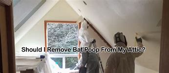Image result for Bat Poop in Attic