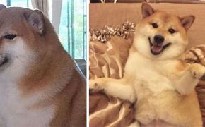 Image result for shiba inus cheems memes