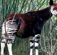 Image result for World's Rarest Animal