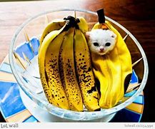 Image result for Food Cat Memes Bannana