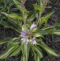 Image result for Hosta Sparkler