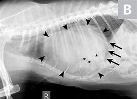 Image result for Peritoneal Pericardial Hernia Cat