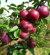 Image result for Apple Trees for Sale