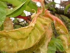 Image result for Peach Leaf Curl From Rainfall