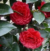 Image result for CAMELLIA JAP. BLACK LACE