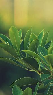 Image result for Green Leaves iPhone Wallpaper