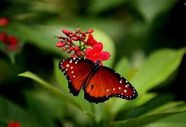 Image result for Butterflies Wallpaper HD