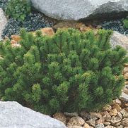 Image result for Pinus mugo var. pumilio Mars