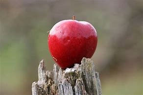 Image result for Apple Red Prit Out